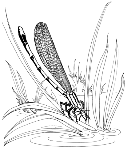 Damselfly Sitting On A Leaf Coloring Page